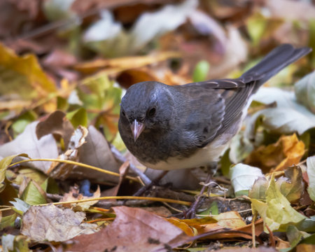A Dark-eyed Junco (Junco hyemalis) foraging on the ground among fallen autumn leaves in Waukesha County, Wisconsin, during a cool November afternoon.の写真素材