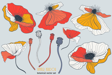 Wild white ande red poppy flowers on a light gray background. Summer meadow floral botanical setのイラスト素材