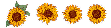 Sunflower vector illustration. Sunflower isolated. Botanical floral illustration. Yellow summer flower vectorのイラスト素材