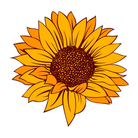 Sunflower vector illustration. Sunflower isolated. Botanical floral illustration. Yellow summer flower vectorのイラスト素材