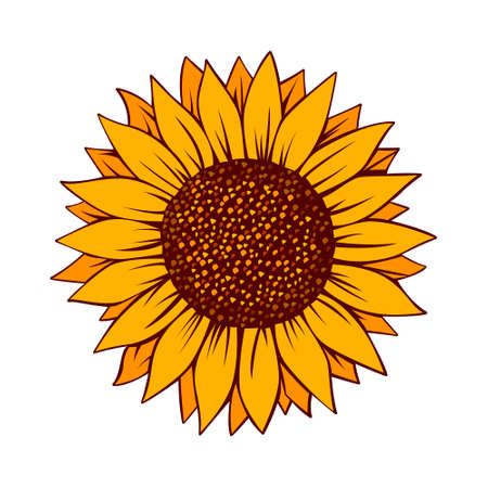 Sunflower vector illustration. Sunflower isolated. Botanical floral illustration. Yellow summer flower vectorのイラスト素材