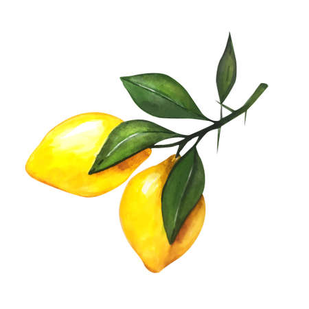 Lemon watercolor illustration. Vector lemons, Watercolor style. Lemons isolated. Citrus watercoulor illustrationのイラスト素材