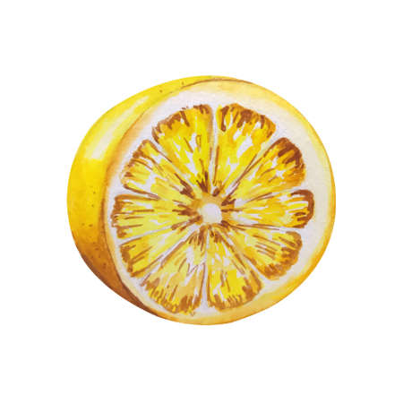 Lemon watercolor illustration. Vector lemons, Watercolor style. Lemons isolated. Citrus watercoulor illustrationのイラスト素材