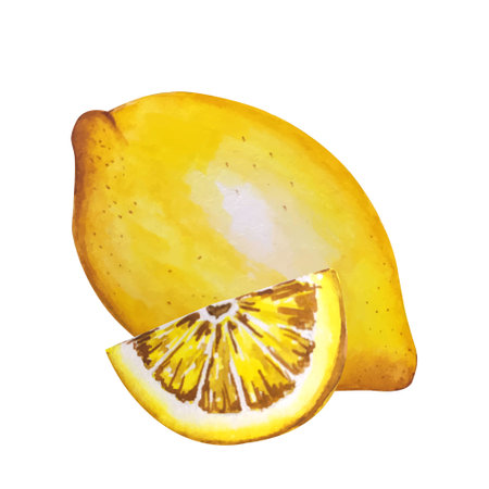 Lemon watercolor illustration. Vector lemons, Watercolor style. Lemons isolated. Citrus watercoulor illustrationの写真素材