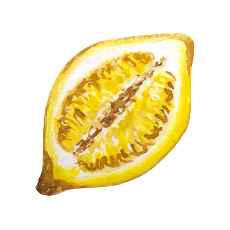 Lemon watercolor illustration. Vector lemons, Watercolor style. Lemons isolated. Citrus watercoulor illustrationの写真素材