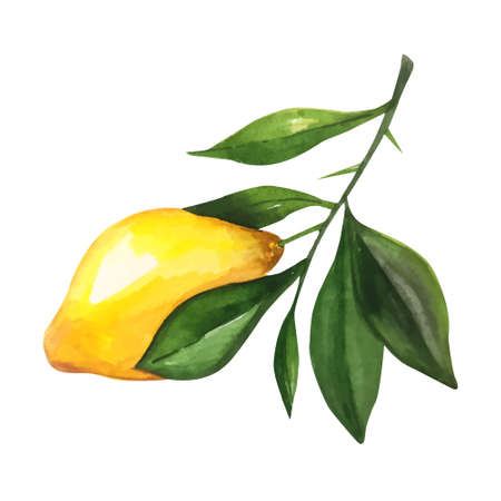 Lemon watercolor illustration. Vector lemons, Watercolor style. Lemons isolated. Citrus watercoulor illustrationのイラスト素材