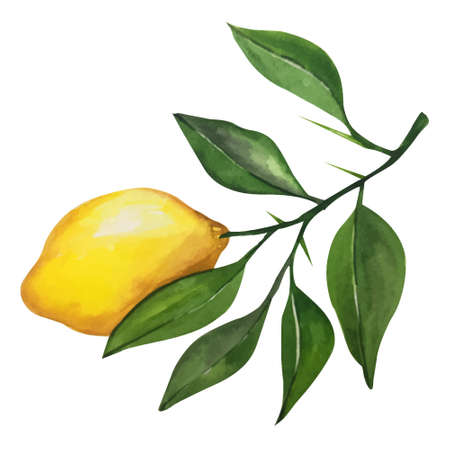 Lemon watercolor illustration. Vector lemons, Watercolor style. Lemons isolated. Citrus watercoulor illustrationのイラスト素材