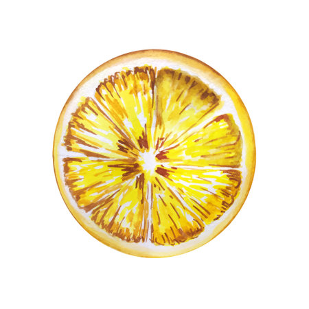 Lemon watercolor illustration. Vector lemons, Watercolor style. Lemons isolated. Citrus watercoulor illustrationのイラスト素材