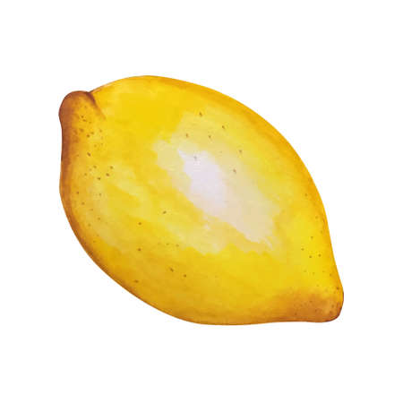 Lemon watercolor illustration. Vector lemons, Watercolor style. Lemons isolated. Citrus watercoulor illustrationのイラスト素材