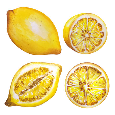 Lemon watercolor illustration. Vector lemons, Watercolor style. Lemons isolated. Citrus watercoulor illustrationの写真素材