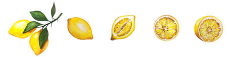 Lemon watercolor illustration. Vector lemons, Watercolor style. Lemons isolated. Citrus watercoulor illustrationの写真素材