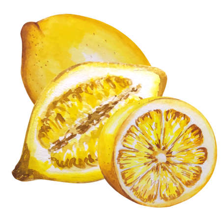 Lemon watercolor illustration. Vector lemons, Watercolor style. Lemons isolated. Citrus watercoulor illustrationの写真素材
