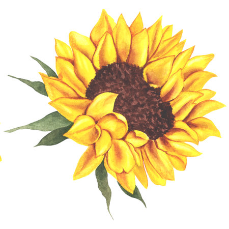 Watercolor sunflower hand painted illustration, watercolor sunflower isolated on white background. Watercolor floral. Botanical drawingの写真素材