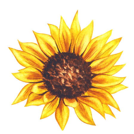 Watercolor sunflower hand painted illustration, watercolor sunflower isolated on white background. Watercolor floral. Botanical drawingの写真素材