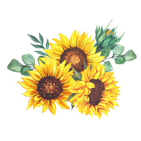 Watercolor sunflowers bouquet, hand painted sunflower bouquets, sunfower flower arrangement. Wedding invitation clipart elements. Watercolor floral. Botanical Drawing. White background.の写真素材