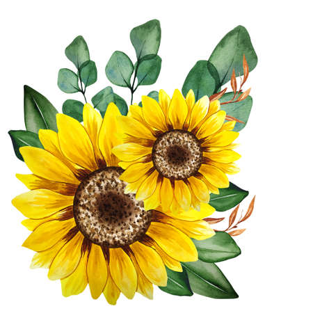 Watercolor sunflowers bouquet, hand painted sunflower bouquets, sunfower flower arrangement. Wedding invitation clipart elements. Watercolor floral. Botanical Drawing. White background.の写真素材