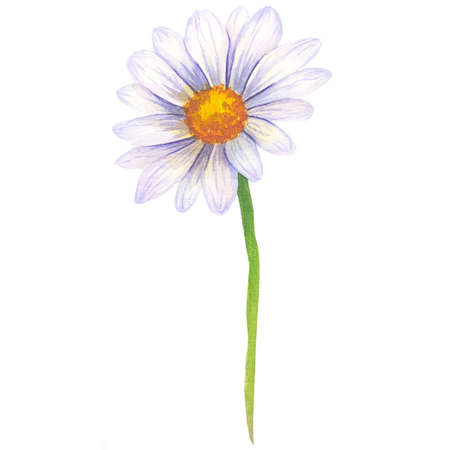 Watercolor daisy hand painted illustration, watercolor daisy isolated on white background. Watercolor floral. Botanical Drawing. Chamomile Watercolor.の写真素材