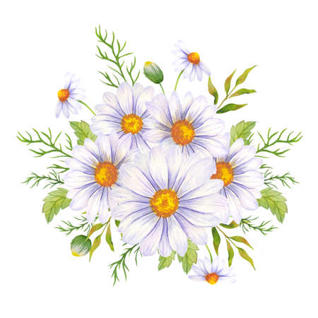 Watercolor daisy bouquet, hand painted daisy bouquets, daisy flower arrangement. Wedding invitation clipart elements. Watercolor floral. Botanical Drawing. White background.Chamomile Watercolor.の写真素材
