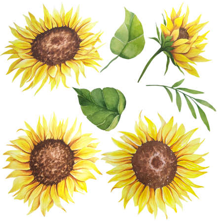 Watercolor sunflower hand painted illustration, watercolor sunflower isolated on white background. Watercolor floral. Botanical drawingの写真素材