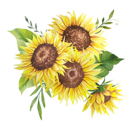 Watercolor sunflowers bouquet, hand painted sunflower bouquets, sunfower flower arrangement. Wedding invitation clipart elements. Watercolor floral. Botanical Drawing. White background.の写真素材
