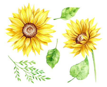 Watercolor Sunflower Illustration. Sew of sunflowers on white background. Sunflower Watercolor Botanical Drawingの写真素材