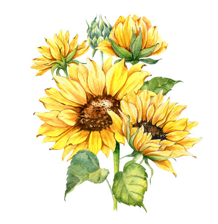 Watercolor sunflowers bouquet, hand painted sunflower bouquets, sunfower flower arrangement. Wedding invitation clipart elements. Watercolor floral. Botanical Drawing.の写真素材