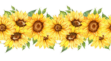 Sunflowers Seamless Border, Watercolor Sunflowers Arrangement, Hand Painted Sunflowers Bouuqet on white backgroundの写真素材