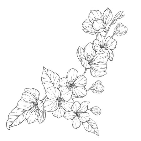 <p>Floral Line Art, Sakura Flower Outline Illustration Set. Hand Painted Doodle Flowers. Perfect for wedding invitations, bridal shower and floral greeting cards. Black and white stencil flowers isolated on white background</p>のイラスト素材
