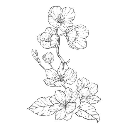 <p>Floral Line Art, Sakura Flower Outline Illustration Set. Hand Painted Doodle Flowers. Perfect for wedding invitations, bridal shower and floral greeting cards. Black and white stencil flowers isolated on white background</p>のイラスト素材