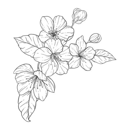 <p>Floral Line Art, Sakura Flower Outline Illustration Set. Hand Painted Doodle Flowers. Perfect for wedding invitations, bridal shower and floral greeting cards. Black and white stencil flowers isolated on white background</p>のイラスト素材