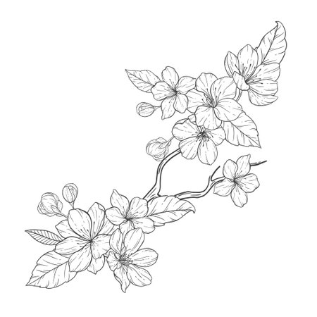 <p>Floral Line Art, Sakura Flower Outline Illustration Set. Hand Painted Doodle Flowers. Perfect for wedding invitations, bridal shower and floral greeting cards. Black and white stencil flowers isolated on white background</p>のイラスト素材
