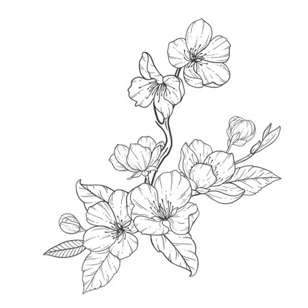 <p>Floral Line Art, Sakura Flower Outline Illustration Set. Hand Painted Doodle Flowers. Perfect for wedding invitations, bridal shower and floral greeting cards. Black and white stencil flowers isolated on white background</p>のイラスト素材