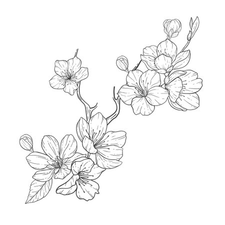 <p>Floral Line Art, Sakura Flower Outline Illustration Set. Hand Painted Doodle Flowers. Perfect for wedding invitations, bridal shower and floral greeting cards. Black and white stencil flowers isolated on white background</p>のイラスト素材