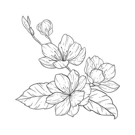 <p>Floral Line Art, Sakura Flower Outline Illustration Set. Hand Painted Doodle Flowers. Perfect for wedding invitations, bridal shower and floral greeting cards. Black and white stencil flowers isolated on white background</p>のイラスト素材