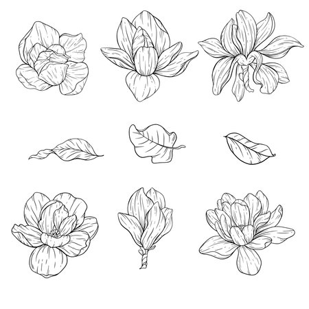 Floral Line art. Manolia Flower Outline. Line Drawing Flowers for floral Coloring Pages, Modern Minimalist Wedding invitationsのイラスト素材