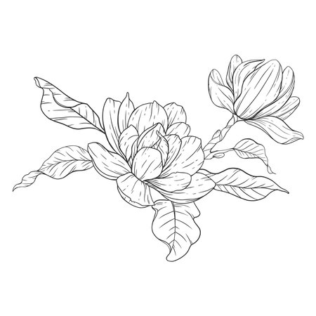 Floral Line art. Manolia Flower Outline. Line Drawing Flowers for floral Coloring Pages, Modern Minimalist Wedding invitationsのイラスト素材