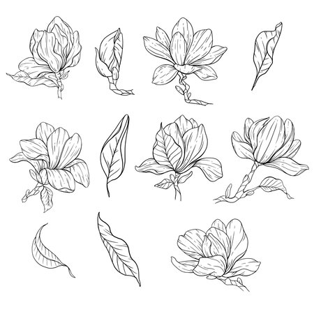 Floral Line art. Manolia Flower Outline. Line Drawing Flowers for floral Coloring Pages, Modern Minimalist Wedding invitationsのイラスト素材