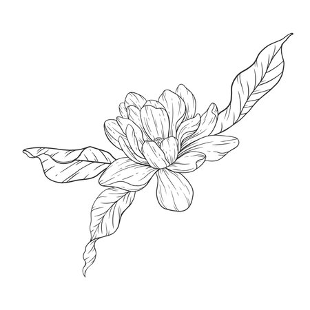 Floral Line art. Manolia Flower Outline. Line Drawing Flowers for floral Coloring Pages, Modern Minimalist Wedding invitationsのイラスト素材