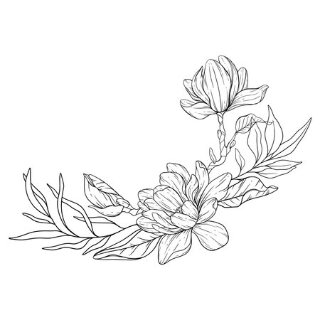 Floral Line art. Manolia Flower Outline. Line Drawing Flowers for floral Coloring Pages, Modern Minimalist Wedding invitationsのイラスト素材