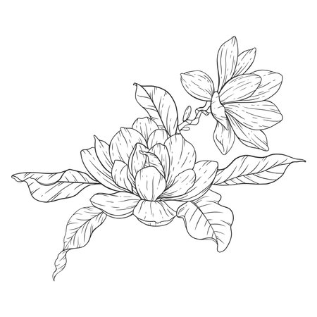 Floral Line art. Manolia Flower Outline. Line Drawing Flowers for floral Coloring Pages, Modern Minimalist Wedding invitationsのイラスト素材