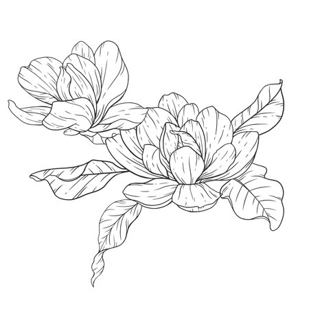 Floral Line art. Manolia Flower Outline. Line Drawing Flowers for floral Coloring Pages, Modern Minimalist Wedding invitationsのイラスト素材