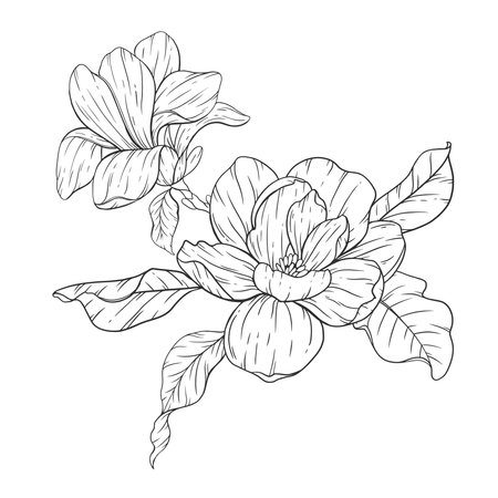 Floral Line art. Manolia Flower Outline. Line Drawing Flowers for floral Coloring Pages, Modern Minimalist Wedding invitationsのイラスト素材