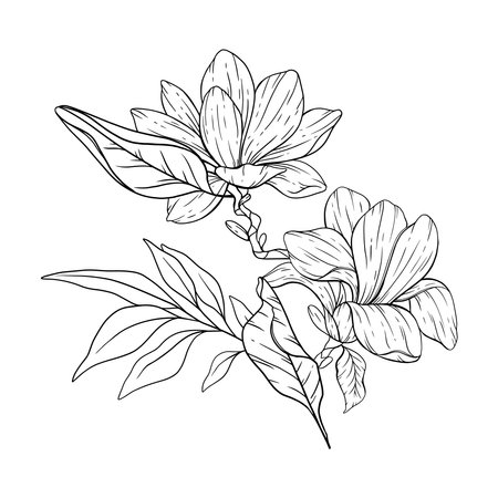 Floral Line art. Manolia Flower Outline. Line Drawing Flowers for floral Coloring Pages, Modern Minimalist Wedding invitationsのイラスト素材