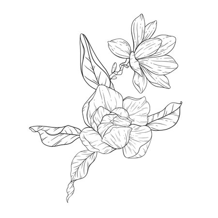 Floral Line art. Manolia Flower Outline. Line Drawing Flowers for floral Coloring Pages, Modern Minimalist Wedding invitationsのイラスト素材