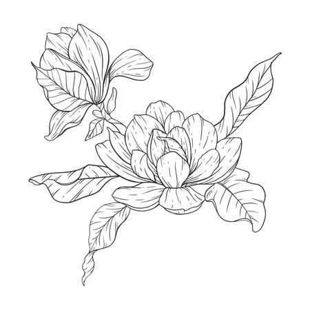 Floral Line art. Manolia Flower Outline. Line Drawing Flowers for floral Coloring Pages, Modern Minimalist Wedding invitationsのイラスト素材