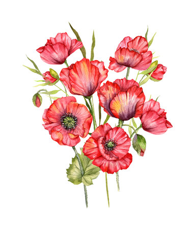 Red Poppy Flowers Watercolor Illustration,  Hand Painted Wildflowers Bouquet. Perfect for wedding invitations, bridal shower and  floral greeting cardsの写真素材