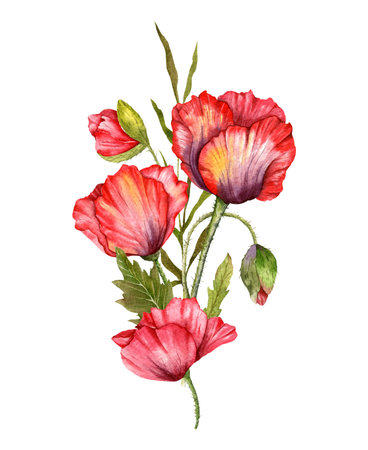 Red Poppy Flowers Watercolor Illustration,  Hand Painted Wildflowers Bouquet. Perfect for wedding invitations, bridal shower and  floral greeting cardsの写真素材