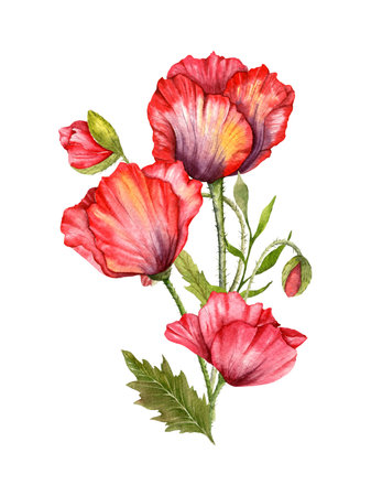 Red Poppy Flowers Watercolor Illustration,  Hand Painted Wildflowers Bouquet. Perfect for wedding invitations, bridal shower and  floral greeting cardsの写真素材
