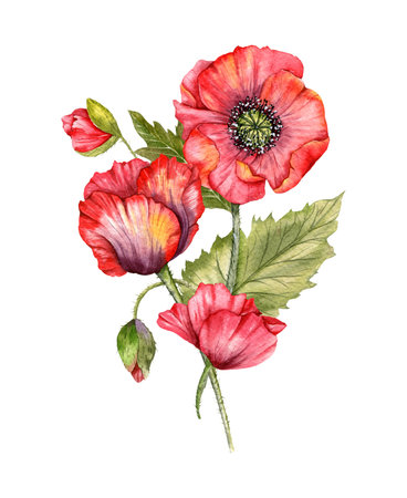 Red Poppy Flowers Watercolor Illustration,  Hand Painted Wildflowers Bouquet. Perfect for wedding invitations, bridal shower and  floral greeting cardsの写真素材