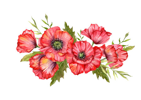 Red Poppy Flowers Watercolor Illustration,  Hand Painted Wildflowers Bouquet. Perfect for wedding invitations, bridal shower and  floral greeting cardsの写真素材